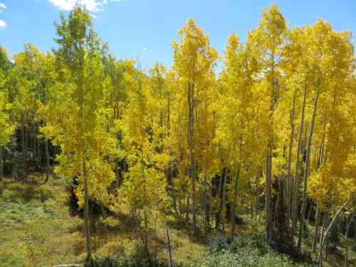 Telluride aspens (28).jpg