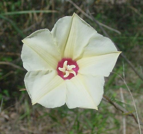 TexBindweed062622.jpg