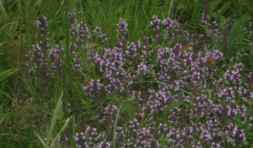 Thyme with Butterflies.jpg