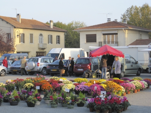 Toussaint Chrysanthamums 1.jpg