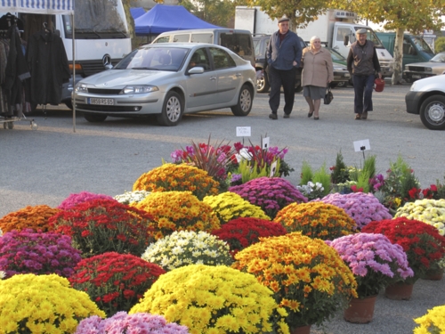 Toussaint Chrysanthamums 2.jpg