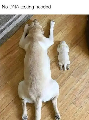 Twins.jpg