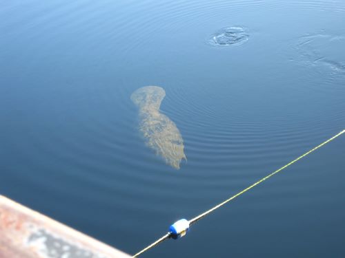 Wakulla manatee.JPG