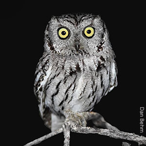 Western-Screech-Owl.jpg