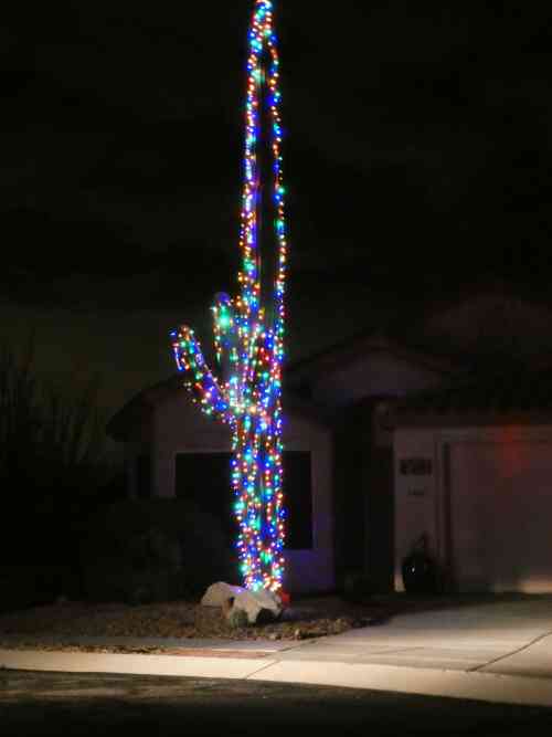 Xmas Cactus 2.jpg