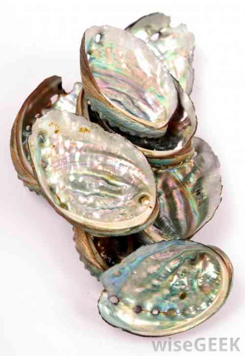 abalone-shells.jpg