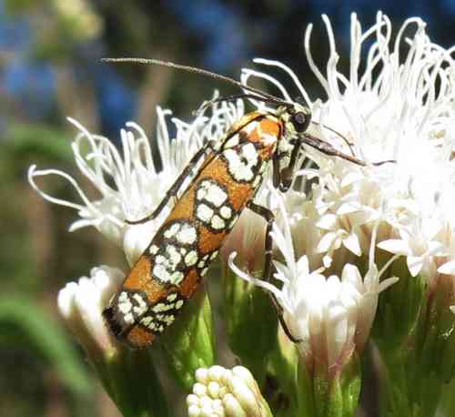 ailanthus110219a.jpg