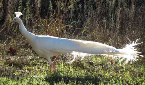 albino-peafowl120119a.jpg
