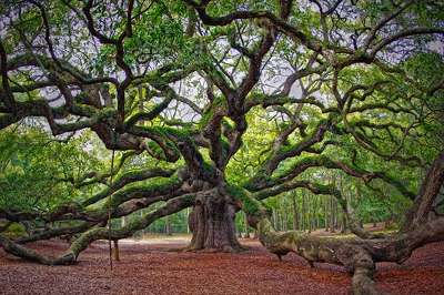 angel-oak-400.jpg