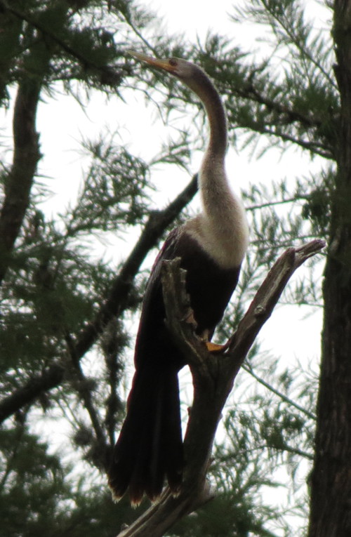 anhinga081220a-sm.jpg