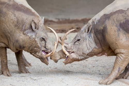 babirusa-fighting-tusks.jpg