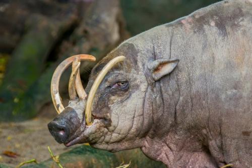 babirusa-tusks.jpg