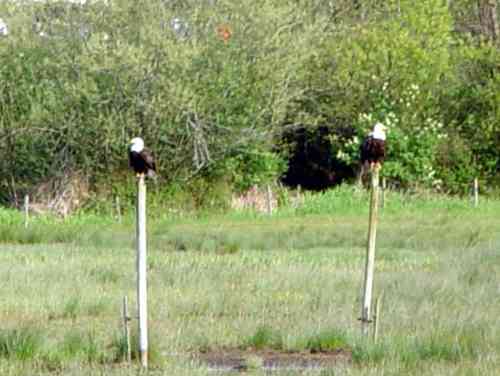 bald eagles on the fence!
