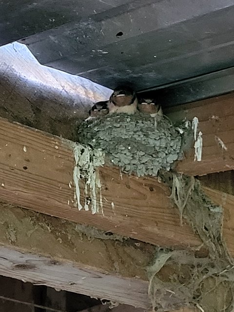 barn_swallow_nest_jun_2023.jpg