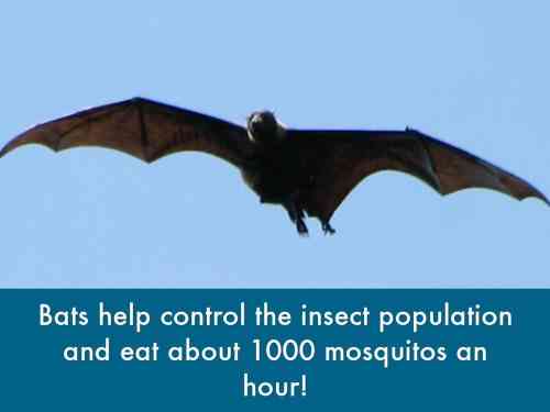 bats eat skeeters.jpg