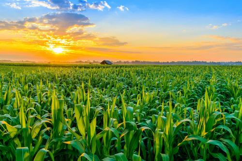 bg-corn_field-001-naramit-3533545388.jpg