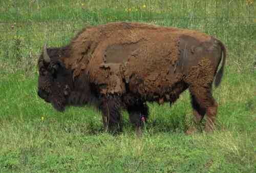 bison-1.jpg