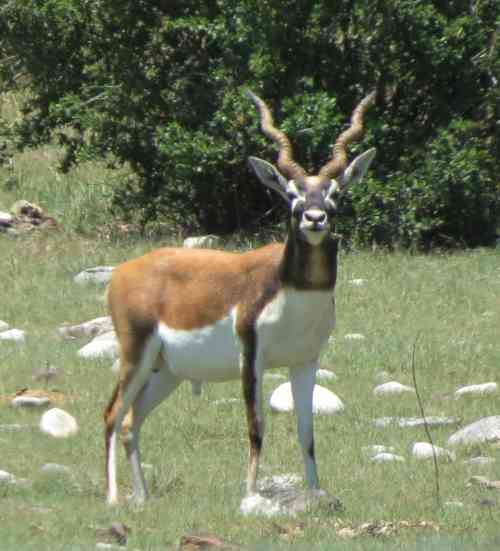 blackbuck.jpg