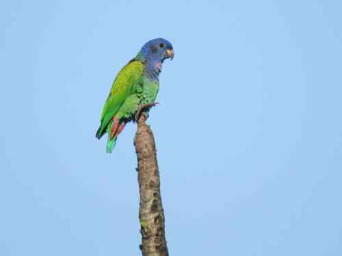 blue headed parrot_0.jpg