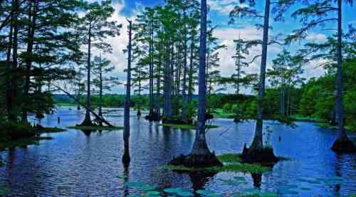 blue swamp.jpg