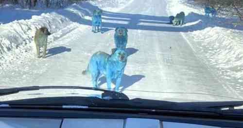 blue-dogs-russia-1.jpeg