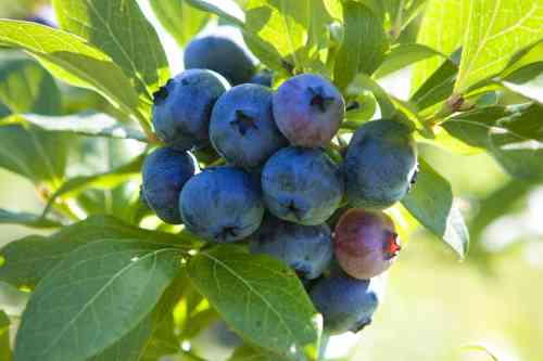 blueberries growing.jpg