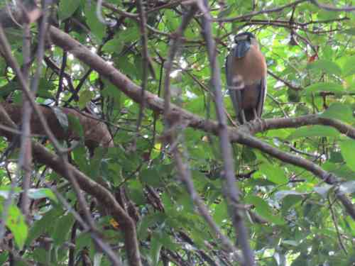 boat-billed heron.jpg