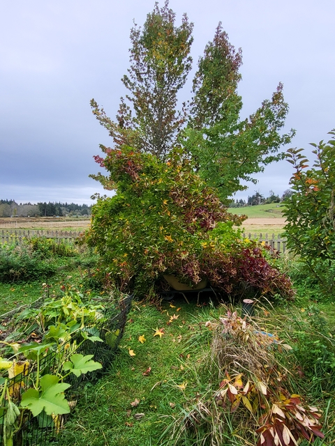 broken_tree_wheelbarrow_oct_2024.jpg