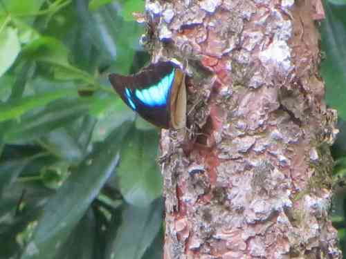 butterfly blue (2).jpg