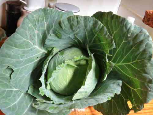 cabbage.jpg