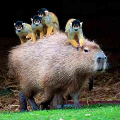 capybara with monkeys.jpg