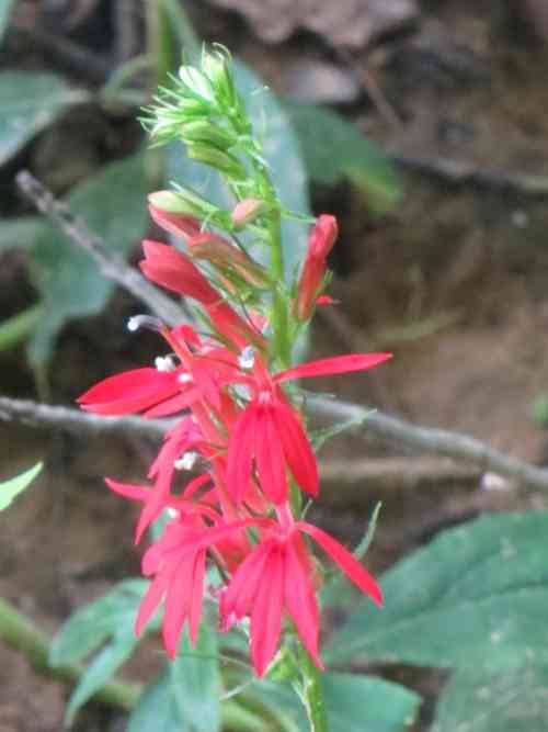 cardinal flower (3).jpg