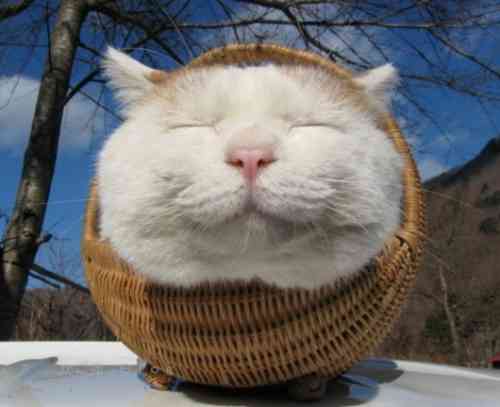 cat-in-a-basket.jpg