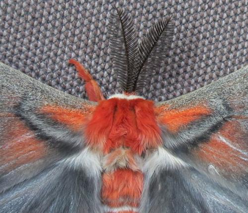 cecropia031720head1_0.jpg