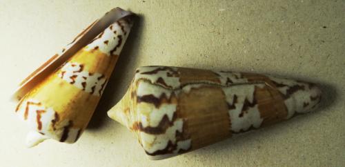 cone-snail1.jpg