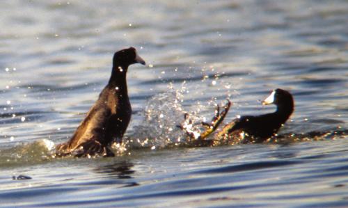 coots-fighting.jpg