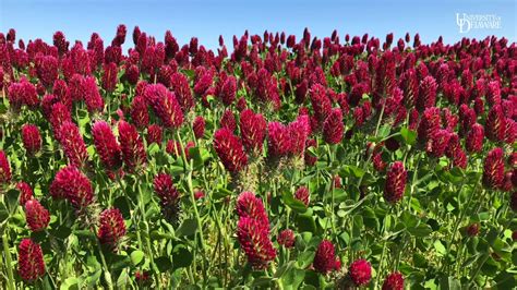 crimson clover_0.jpg