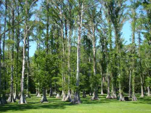 cypress-trees-patterson-louisiana.JPG