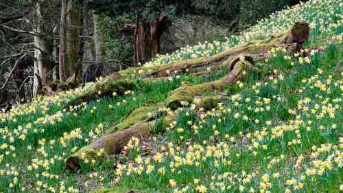 daffodils.jpg