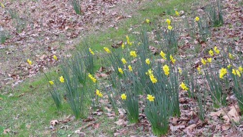 daffodils_0.jpg