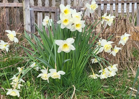 daffodils_sml.jpg
