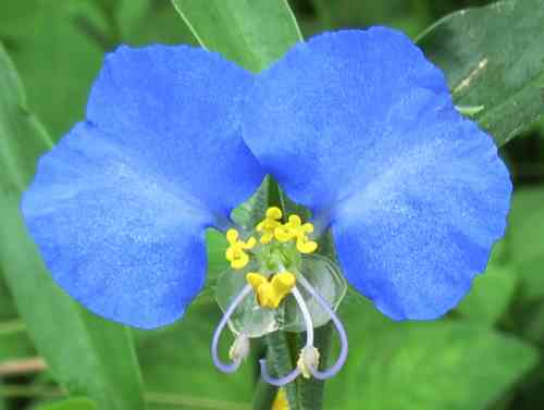 dayflower061423.jpg