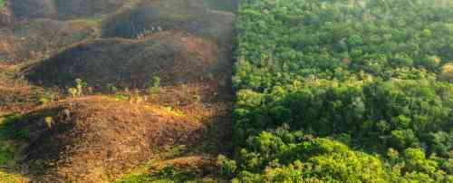 deforestation_0.jpg