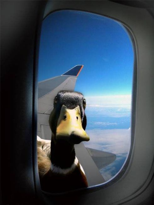 duck-in-the-airplane-window.jpg