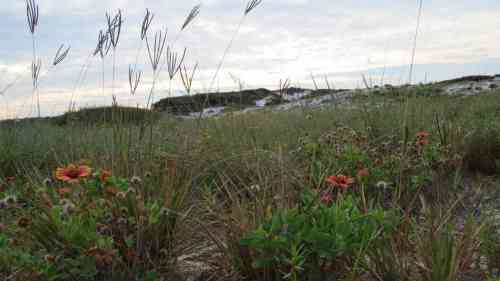 dune bloom.jpg