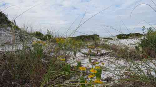 dune flowers.jpg