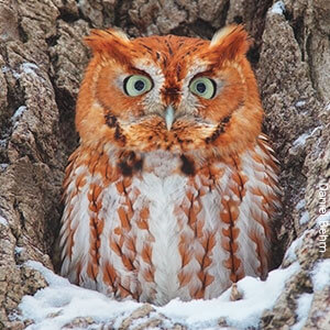 eastern-screech-owl.jpg