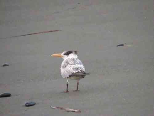 elegant tern.jpg