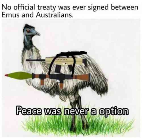 emu3.jpg