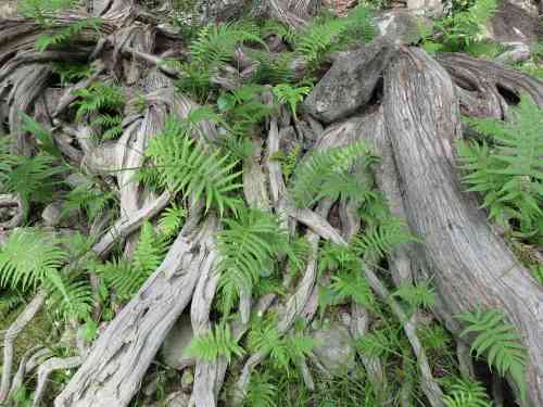 ferns-roots0616-sm.jpg